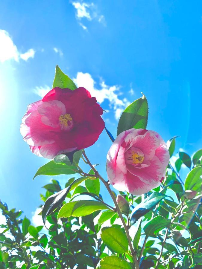 Private Guest House Kumanoyasai Near Takahara 타나베 외부 사진